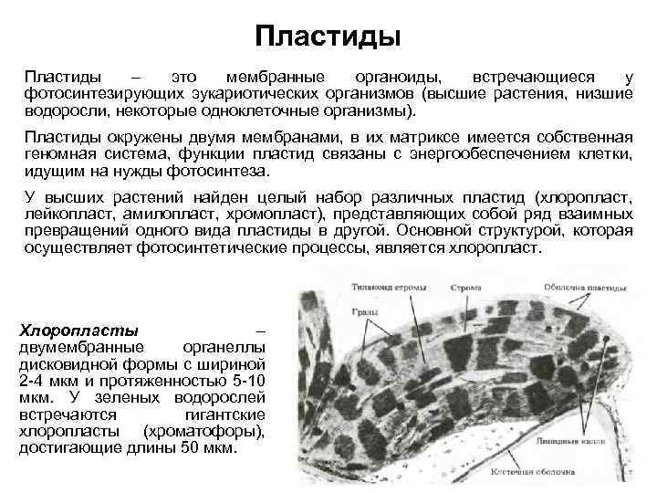Пластиды – это мембранные органоиды, встречающиеся у фотосинтезирующих эукариотических организмов (высшие растения, низшие водоросли,