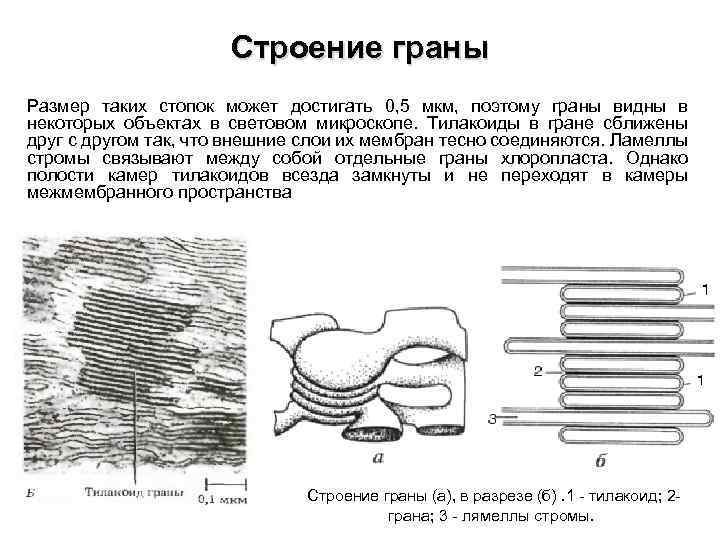 Строение граны Размер таких стопок может достигать 0, 5 мкм, поэтому граны видны в