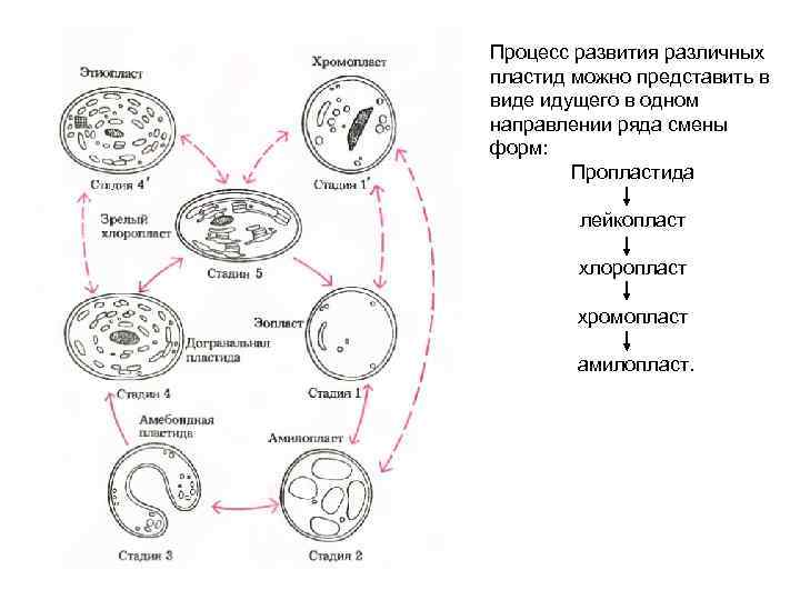 Процесс развития различных пластид можно представить в виде идущего в одном направлении ряда смены