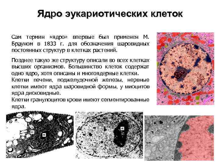 Ядро эукариотических клеток Сам термин «ядро» впервые был применен М. Брауном в 1833 г.