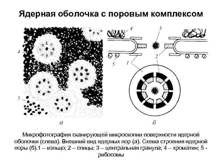 Схема пор. Строение ядерного порового комплекса. Схема строения ядерной мембраны. Микрофотография ядерной мембраны. Ядерная оболочка строение при световой микроскопии.