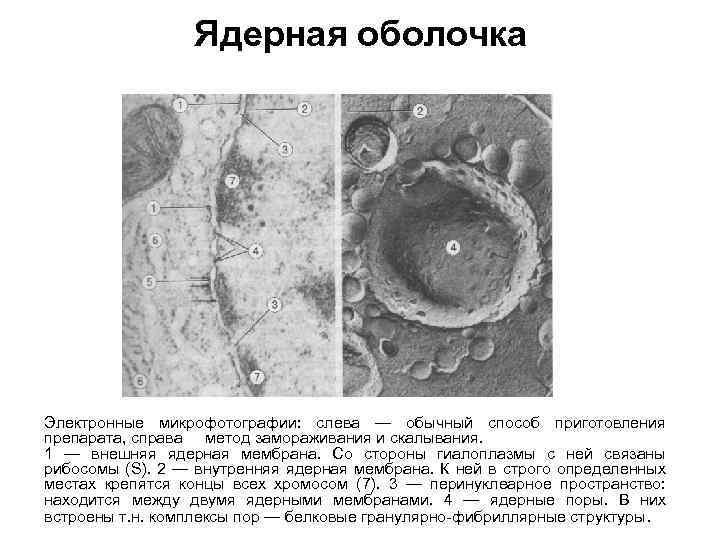 Ядерная мембрана