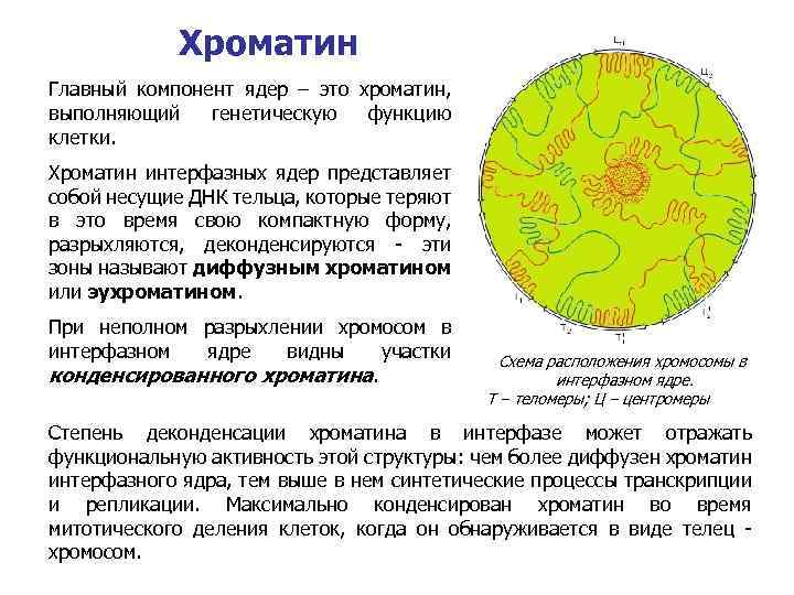 Ядро содержит хромосомы. Строение ядра хроматин. Строение ядра клетки хроматин. Функции хроматина в ядре клетки. Строение интерфазного ядра эукариотической клетки.