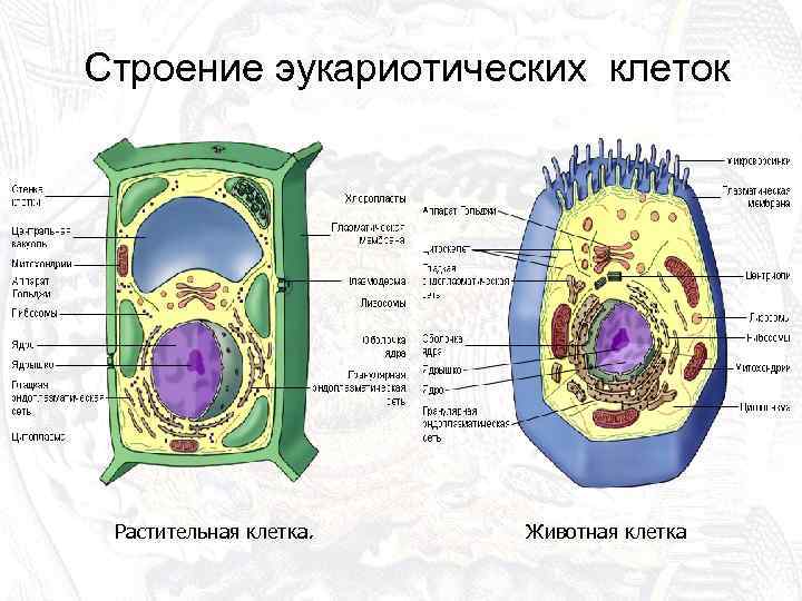 Строение эукариотических клеток Растительная клетка. Животная клетка 