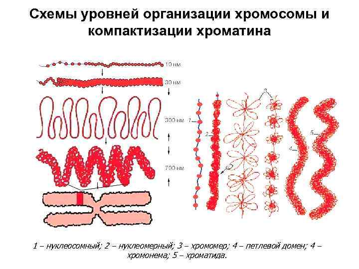 Схемы уровней организации хромосомы и компактизации хроматина 1 – нуклеосомный; 2 – нуклеомерный; 3