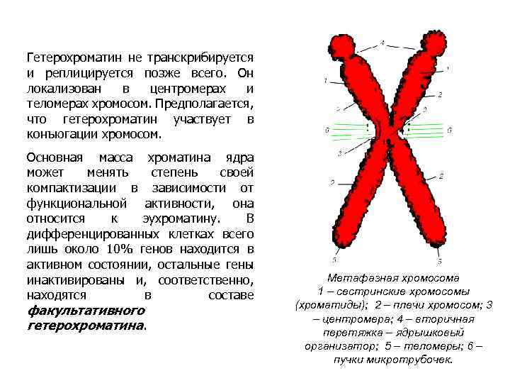 Факультативный гетерохроматин