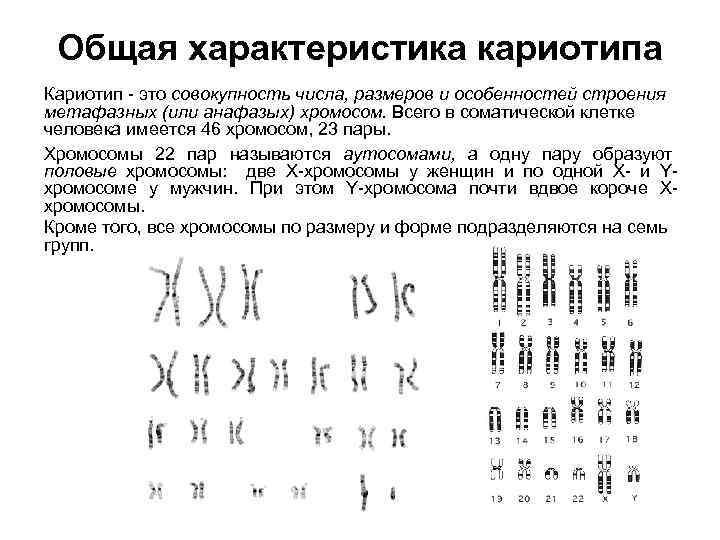 Общая характеристика кариотипа Кариотип это совокупность числа, размеров и особенностей строения метафазных (или анафазых)