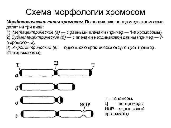 Типы хромосом