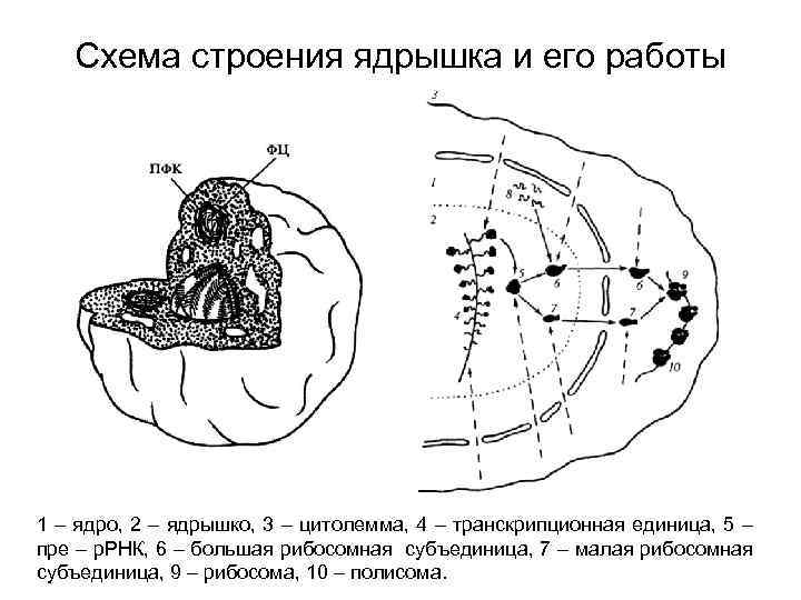 Схема строения ядрышка и его работы 1 – ядро, 2 – ядрышко, 3 –
