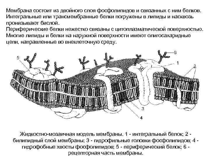 Мембрана состоит из. Билипидный слой мембраны строение. Билипидный слой клеточной мембраны. Билипидный слой мембраны белки. Плазматическая мембрана билипидный слой.