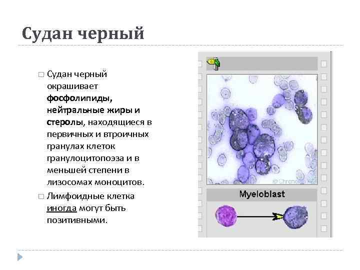 Судан черный  окрашивает  фосфолипиды, нейтральные жиры и  стеролы, находящиеся в 