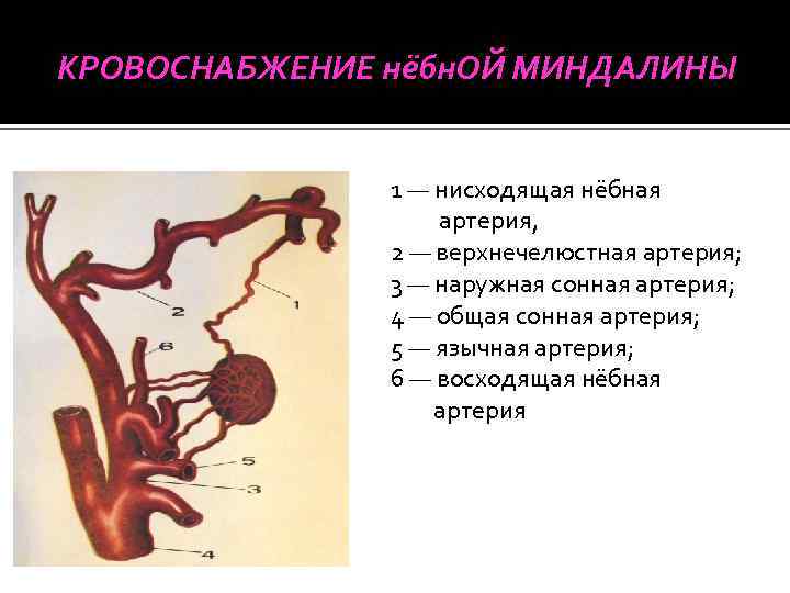КРОВОСНАБЖЕНИЕ нёбн. ОЙ МИНДАЛИНЫ 1 — нисходящая нёбная артерия, 2 — верхнечелюстная артерия; 3