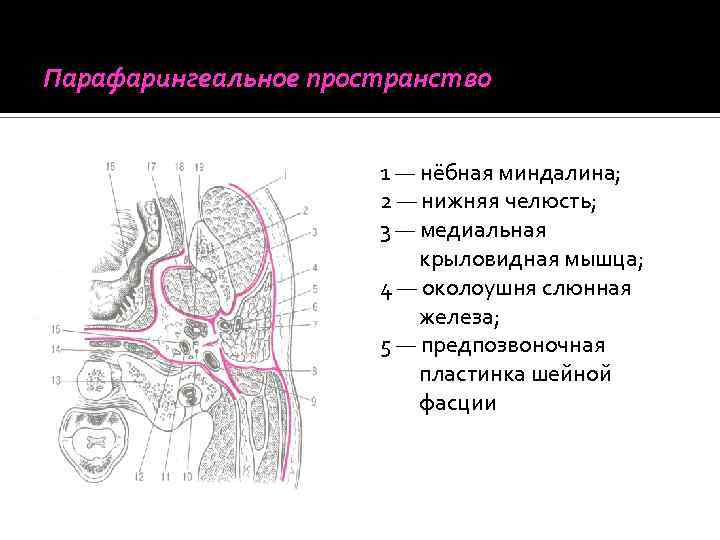 Окологлоточное пространство схема