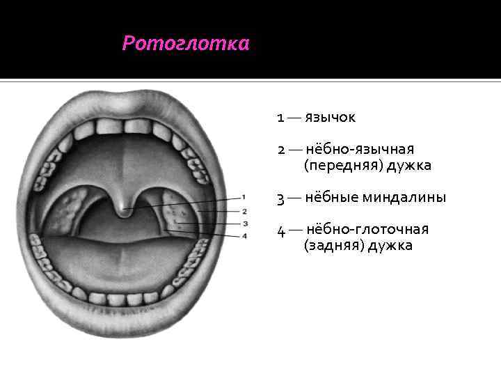 Миндалины схема расположение