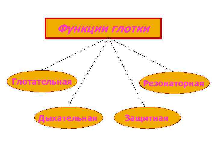 Функции глотки Глотательная Дыхательная Резонаторная Защитная 