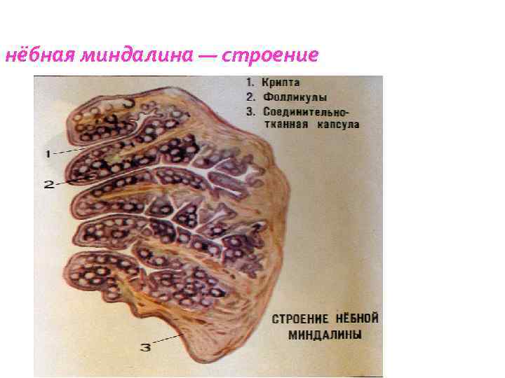 нёбная миндалина — строение 