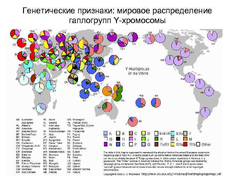 Генетические признаки: мировое распределение  гаплогрупп Y-хромосомы 