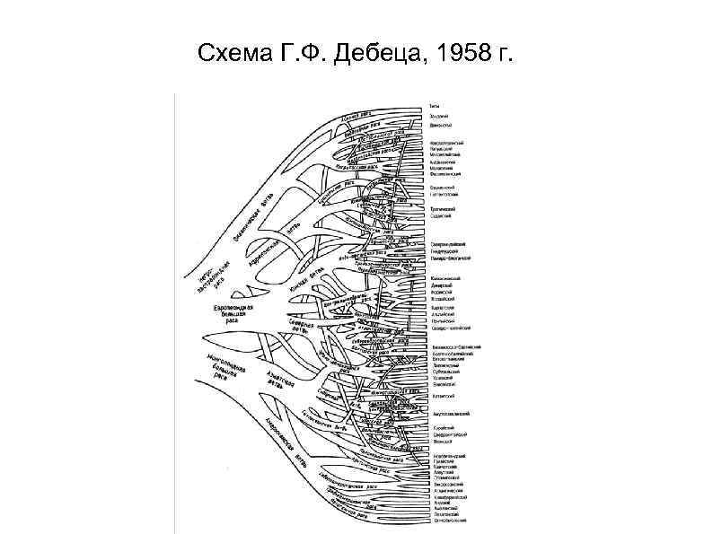 Схема Г. Ф. Дебеца, 1958 г. 