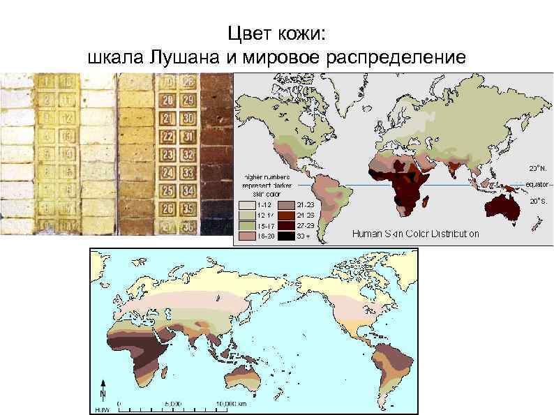    Цвет кожи: шкала Лушана и мировое распределение 