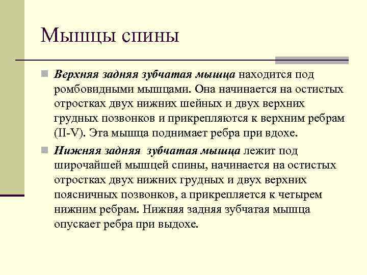 Мышцы спины n Верхняя задняя зубчатая мышца находится под  ромбовидными мышцами. Она начинается