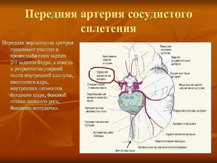    Передняя артерия сосудистого    сплетения Передняя ворсинчатая артерия принимает