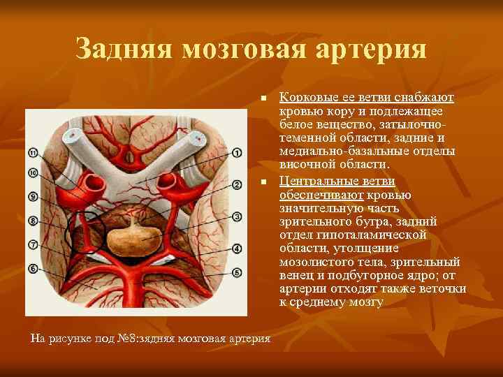   Задняя мозговая артерия    n  Корковые ее ветви снабжают