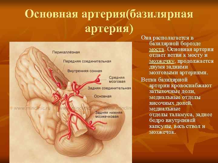 Основная артерия(базилярная  артерия)    Она располагается в    базилярной