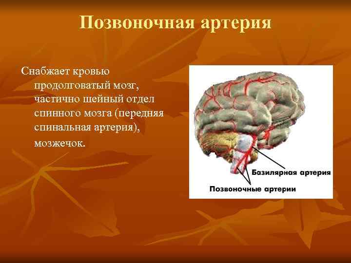    Позвоночная артерия Снабжает кровью  продолговатый мозг, частично шейный отдел 