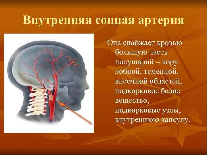 Внутренняя сонная артерия   Она снабжает кровью    большую часть 