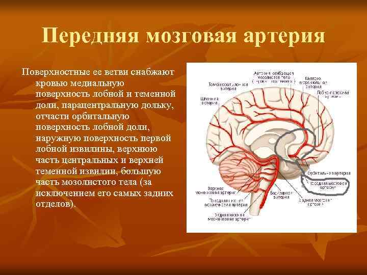   Передняя мозговая артерия Поверхностные ее ветви снабжают  кровью медиальную  поверхность