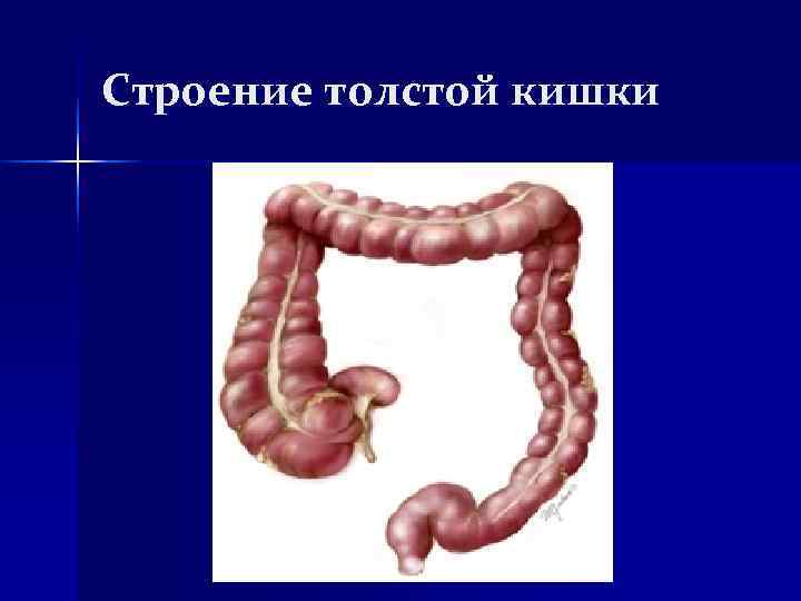 Строение толстой кишки Строение толстой кишки