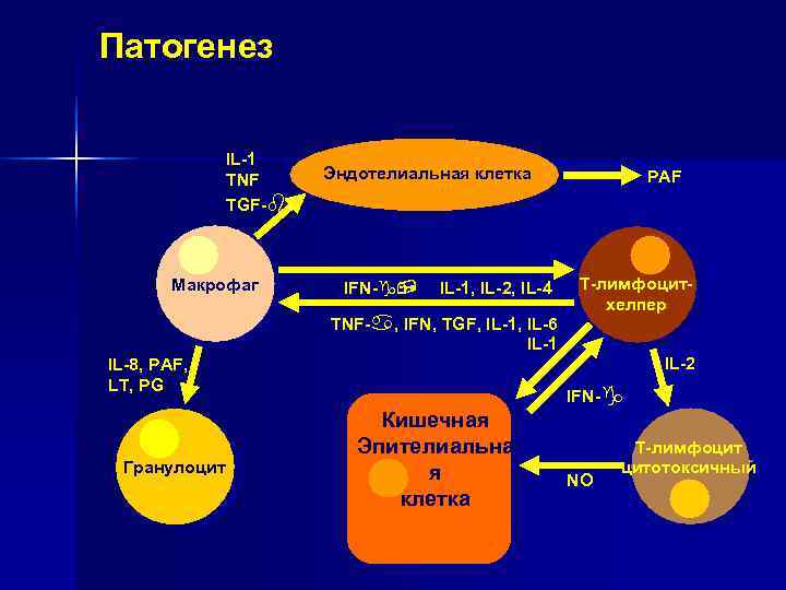 Патогенез IL-1 TNF Эндотелиальная клетка PAF Патогенез IL-1 TNF Эндотелиальная клетка PAF