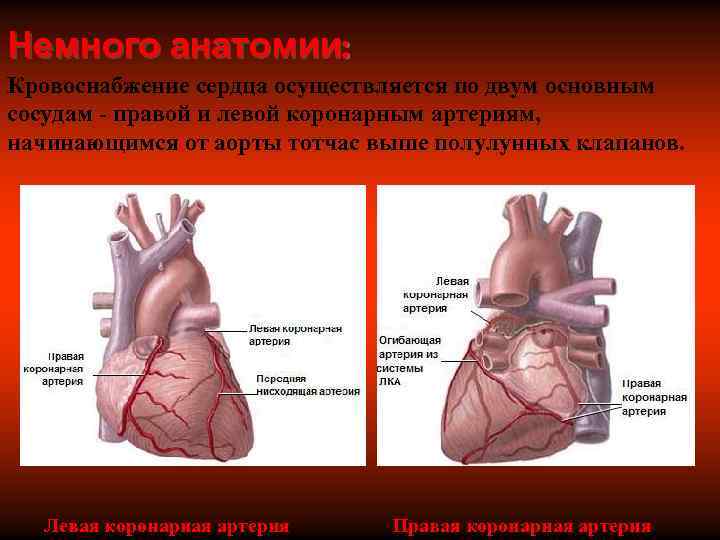 Немного анатомии: Кровоснабжение сердца осуществляется по двум основным сосудам - правой и левой коронарным