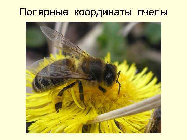 Полярные координаты пчелы 