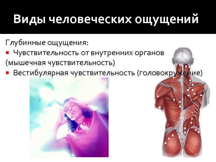  Виды человеческих ощущений Глубинные ощущения:  Чувствительность от внутренних органов (мышечная чувствительность) 