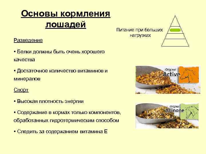 Основы кормления лошадей Питание при больших Основы кормления лошадей Питание при больших