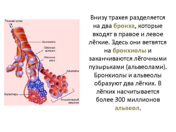 Альвеолы в легких фото