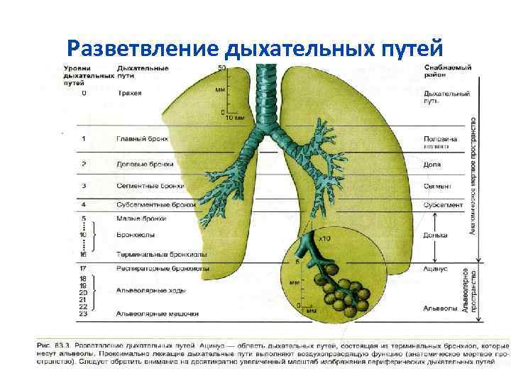 Система дыхания схема органов дыхания