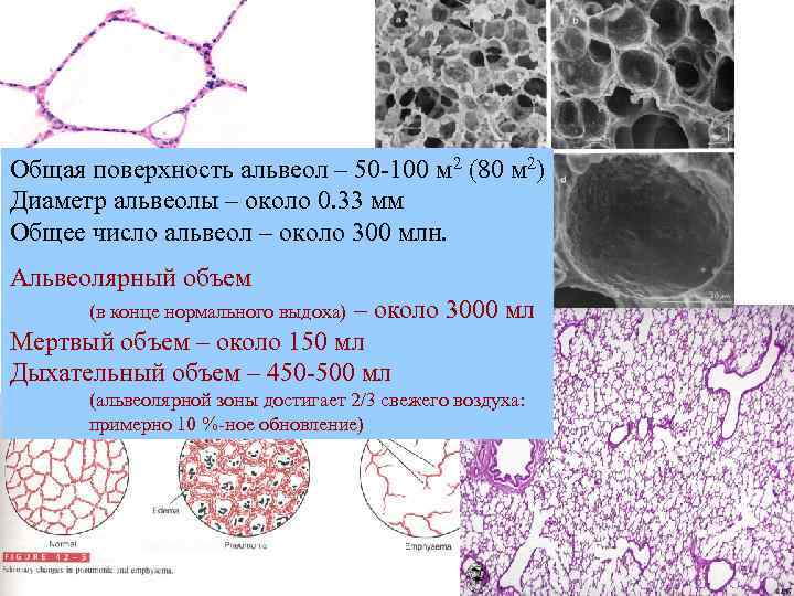 Общая поверхность альвеол – 50 -100 м 2 (80 м 2) Диаметр альвеолы –
