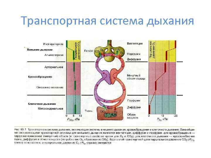 Транспортная система дыхания 