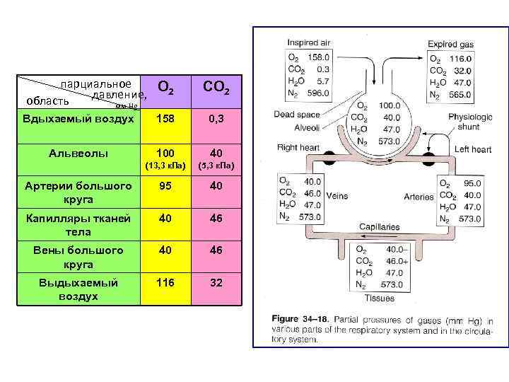  парциальное  О 2   СО 2  давление, область  мм