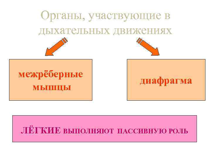   Органы, участвующие в  дыхательных движениях  межрёберные    диафрагма