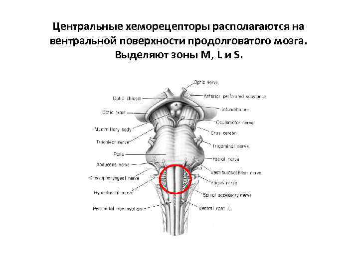 Центральные хеморецепторы располагаются на вентральной поверхности продолговатого мозга.   Выделяют зоны M, L