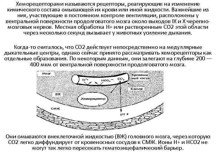   Хеморецепторами называются рецепторы, реагирующие на изменение химического состава омывающей их крови или