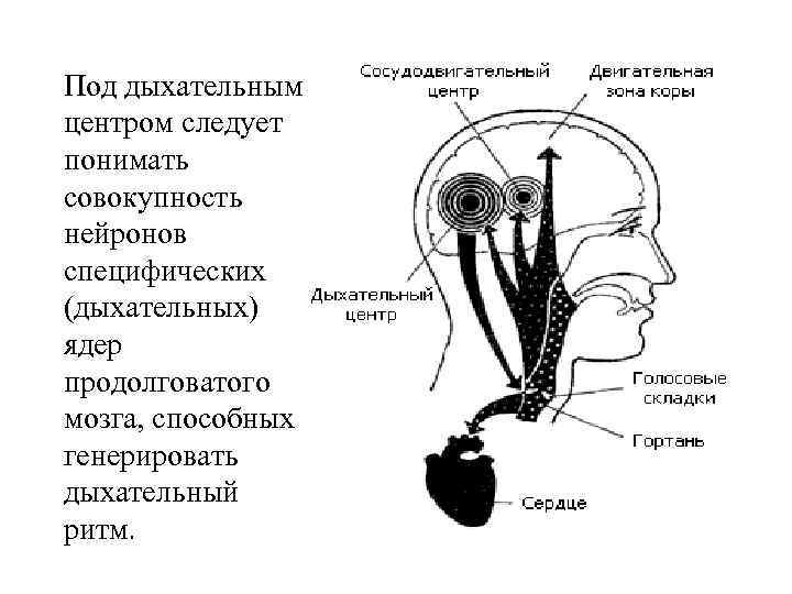 Под дыхательным центром следует понимать совокупность нейронов специфических (дыхательных) ядер продолговатого мозга, способных генерировать