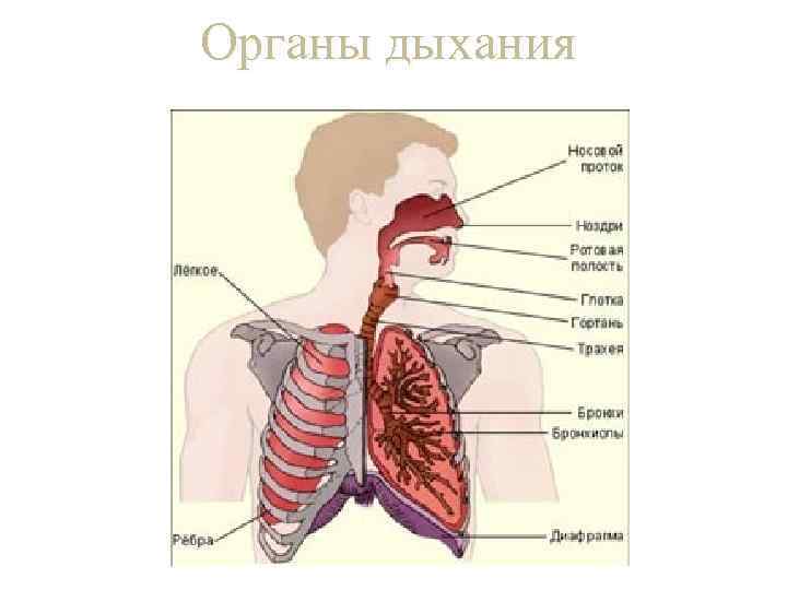 Органы дыхания 