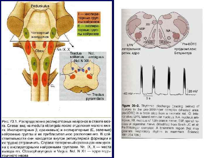 латеральное  предкомплекс ретик. ядро  Бетцингера 