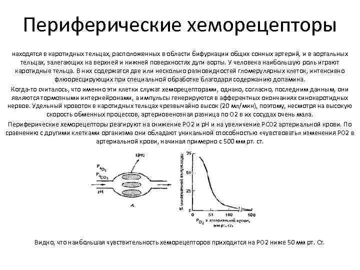  Периферические хеморецепторы  находятся в каротидных тельцах, расположенных в области бифуркации общих сонных