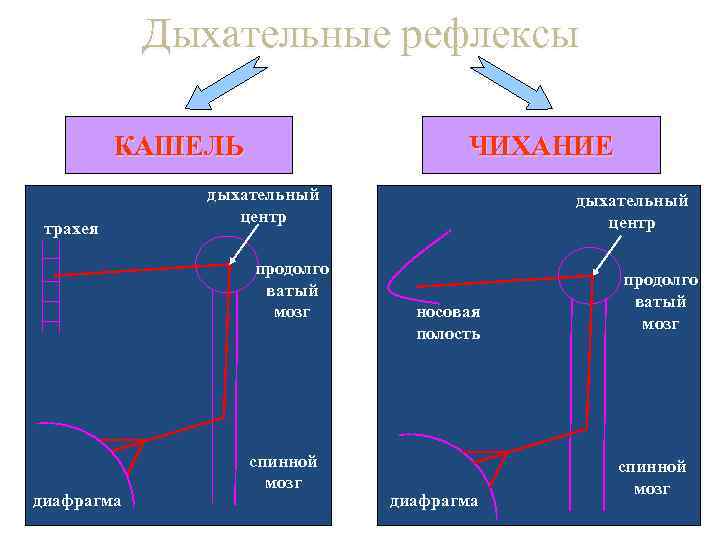   Дыхательные рефлексы  КАШЕЛЬ     ЧИХАНИЕ   