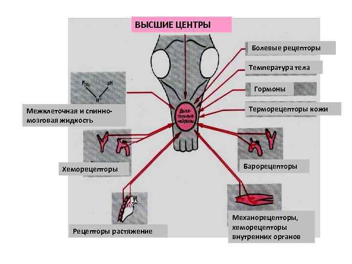      ВЫСШИЕ ЦЕНТРЫ     Болевые рецепторы 